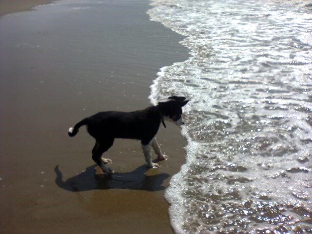 chiots de DUCK & CANELLE