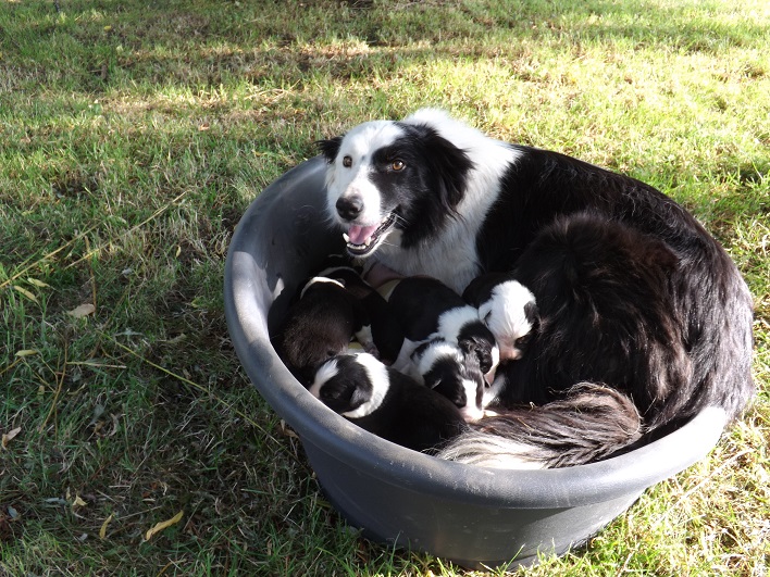 chiots de DUCK & E MOSS